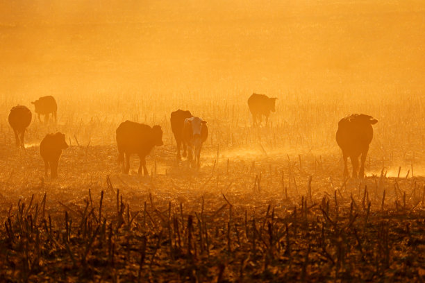 南非，日落时分，放牛在尘土飞扬的田野上漫步图片下载