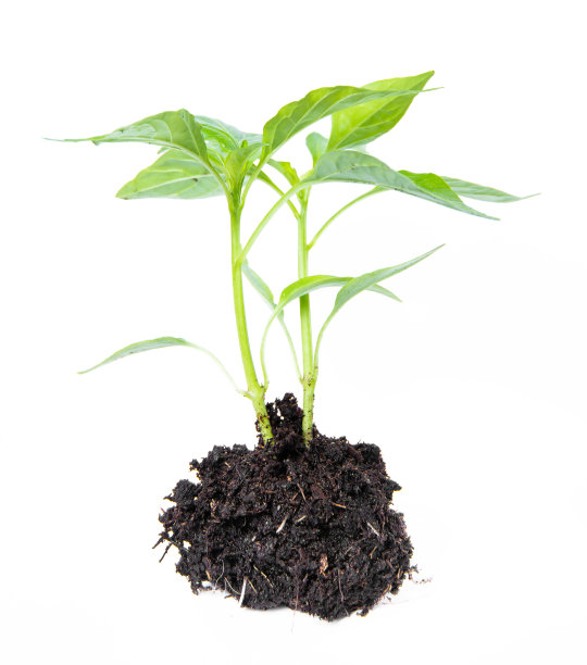 辣椒的小幼苗，有根盖和土壤。孤立的白色背景。图片下载