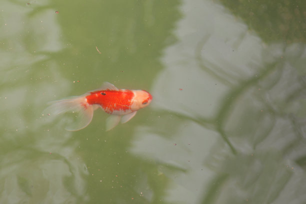 湖里的金鱼图片下载