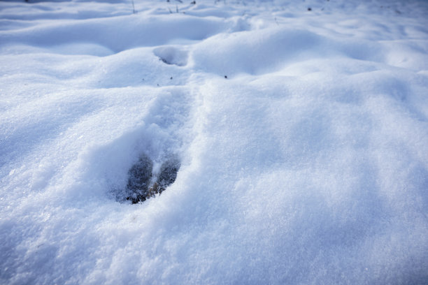 刚下过雪的鹿脚印。图片下载