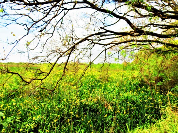 阿根廷布宜诺斯艾利斯的Costanera Sur生态保护区公园。图片下载