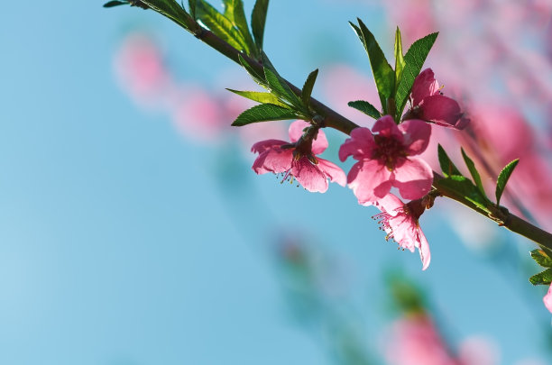 春天的背景有粉红色的桃树花。本空间图片下载