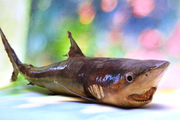 海洋鲨鱼特写图片下载