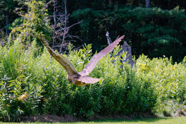 大角猫头鹰宝宝学习飞翔图片下载