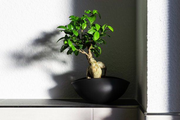 热带榕属植物macrocarpa图片下载