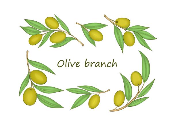 一套不同的橄榄枝。样本。图片下载