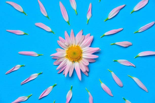 创意照片粉红色花周围散落花瓣飞溅或爆炸效果图片下载