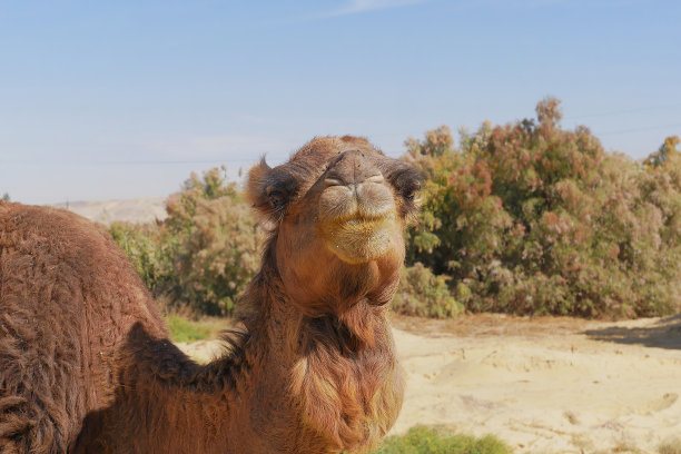 在埃及，一只可爱的骆驼站在树前的沙滩上的肖像图片下载