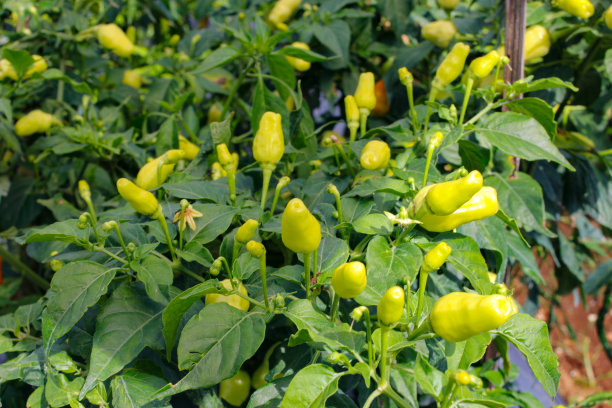 在花园的树枝上生长的Datil辣椒或红辣椒(也被称为辣椒，辣椒，cabai rawit merah)。图片下载