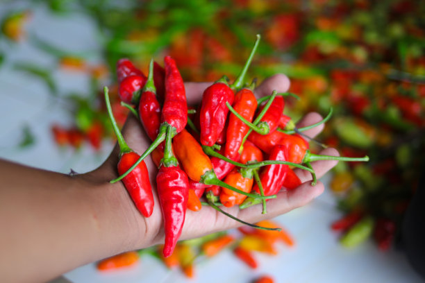 一串小辣椒，或者叫cabai rawit merah，是印尼当地农民刚从花园里收获的图片下载