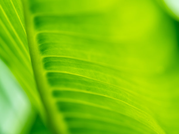 水晶红掌叶侧视图摘要图片下载