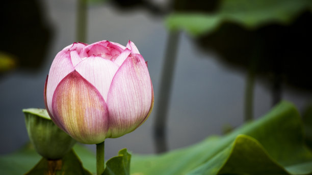 美丽盛开的莲花图片下载