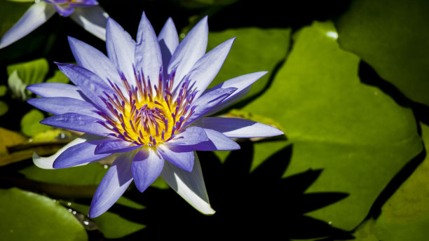 美丽盛开的莲花图片下载