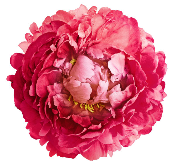 粉红色牡丹花在白色孤立的背景与剪枝路径。特写镜头。绿色茎上的花。大自然。图片下载