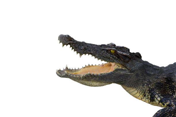 白色背景上的鳄鱼肖像。野生动物照片。图片下载