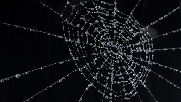 蜘蛛网图片下载