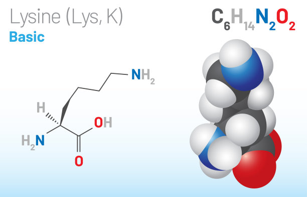 赖氨酸(Lys, K)氨基酸分子。(化学公式C6H14N2O2)图片下载