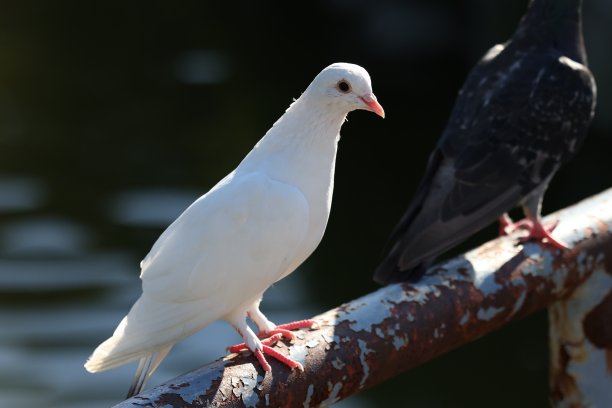 快乐的日本白鸽图片下载