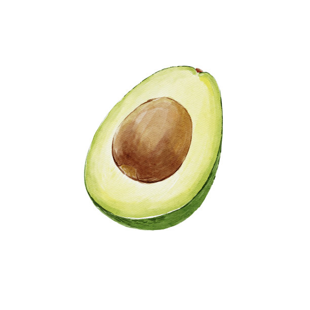 鳄梨水彩插图在白色的背景图片下载
