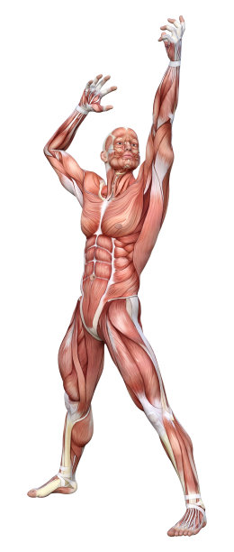 3D绘制男性解剖图在白色图片下载