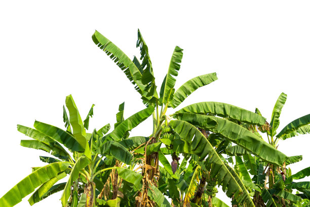 隔离香蕉叶图片下载