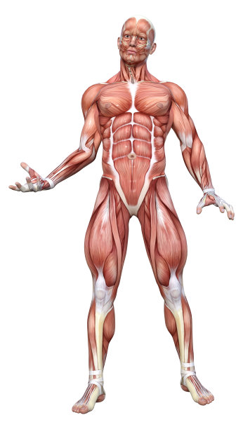 3D绘制男性解剖图在白色图片下载