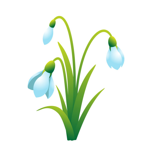 雪花莲3图片下载