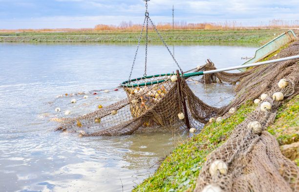 用长柄渔网从池塘中捕捞鲤鱼图片下载