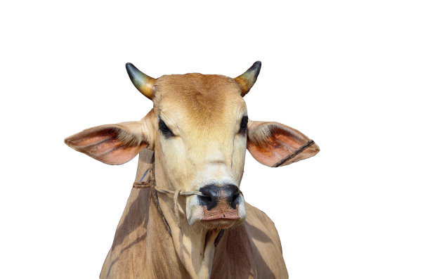 奶牛头部的特写肖像。孤立的白色背景。图片下载