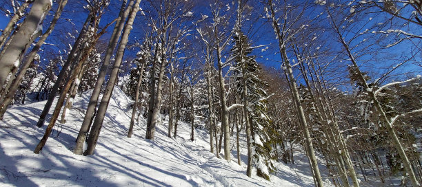 冬天的童话图片下载