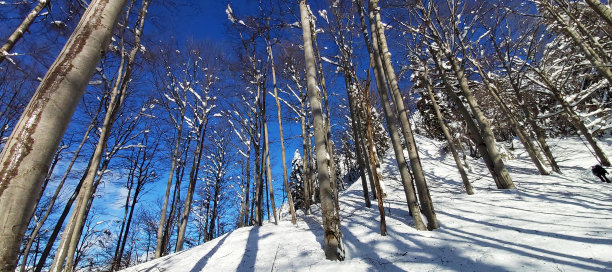 冬天的童话图片下载