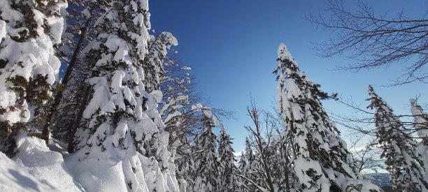 冬天的童话图片下载