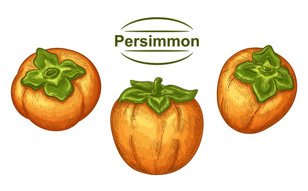 成熟的莎朗柿子亚洲黄色多汁水果手绘集。异国风情的秋天日本卡卡整果。热带甜维他命健康甜点食品。果汁包装标签。植物素描向量图片下载