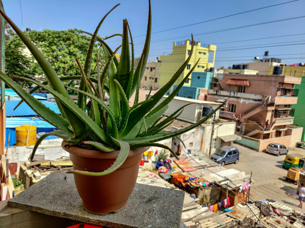 在自然光线下，在模糊的背景下，大叶子的芦荟存量照片在棕色塑料花盆。图片下载