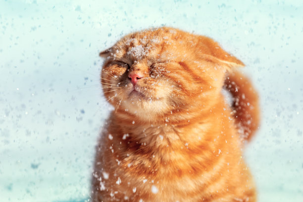 英国短毛姜黄色小猫的肖像走在雪在冬天下雪图片下载