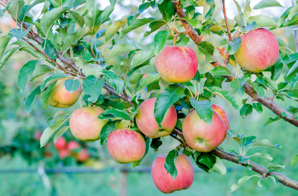 成熟多汁的苹果嘎拉桅品种的树枝上，生长在果园，在收获的前夜在九月图片下载