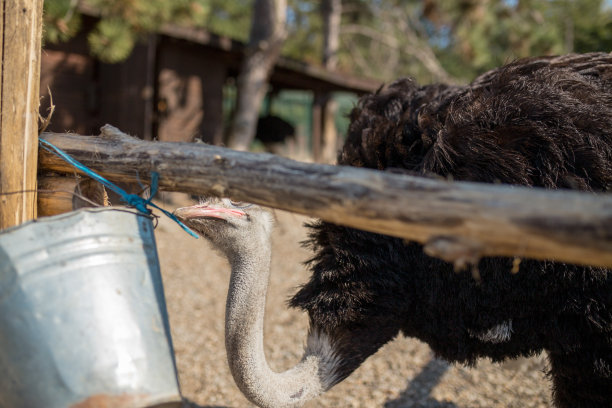 鸵鸟图片下载