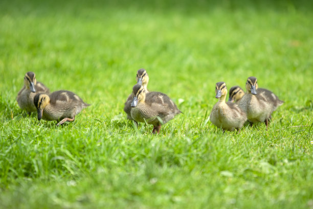 荷兰阿姆斯特丹的可爱小鸭子图片下载