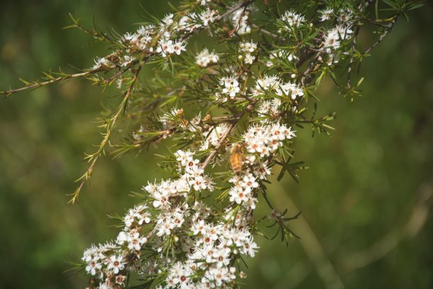 卡努卡（Kunzea ericoides）茶树图片下载