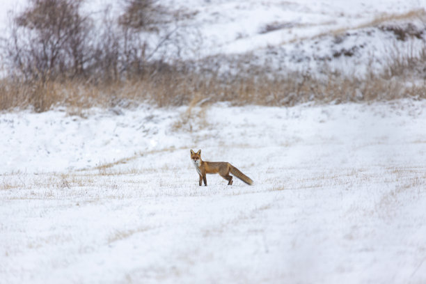 冬天雪地里觅食的红狐图片下载