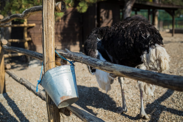 鸵鸟图片下载