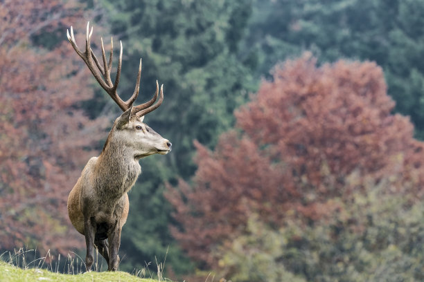 用秋色包裹的雄性马鹿(Cervus elaphus)图片下载