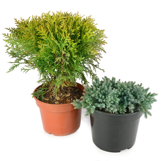 图贾和杜松在花盆孤立在白色背景上。图片下载