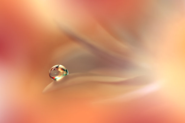 美丽的宏观照片。神奇的花。边境艺术设计。神奇的光。极端近距离摄影。概念抽象的形象。橙色和黄色背景。幻想艺术。创造性的壁纸。美丽的自然背景。神奇的春天的花朵。水滴。副本的空间。图片下载