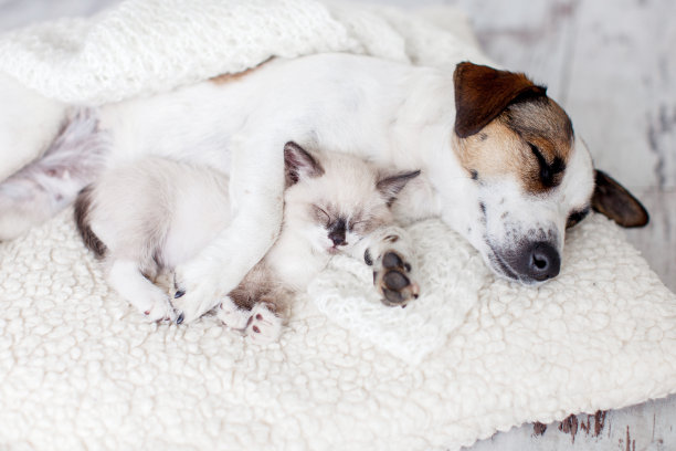 狗和猫睡在一起图片下载