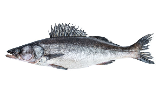 梭鲈河鱼孤立在白色图片下载