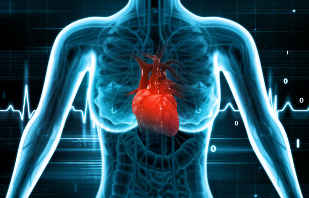 人类心脏解剖学。有氧运动脉冲线。心脏病学医学。三维演示图片下载