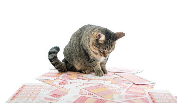 彩票的猫图片下载