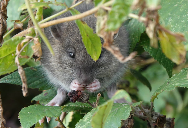 这是一张可爱的正面照片，一只棕色的老鼠部分隐藏在灌木丛中，正在吃它爪子上的食物。图片下载