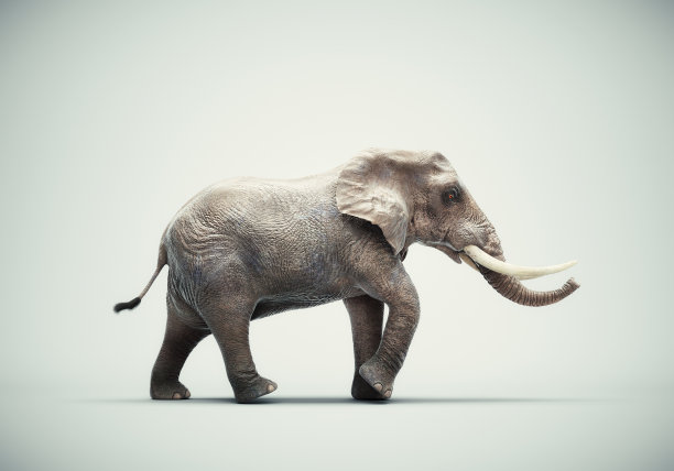 白色背景上的大象。图片下载